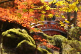 京都、醍醐寺の観音堂へ架かる橋と庭園から見える紅葉が美しい秋景色です