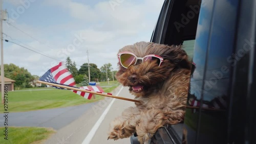 Funny Dog with the American flag looks out of the window of the car. 4th of july and independence day in usa concept
