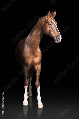 Brown akhalteke horse with white line on face and white legs stands  on dark background