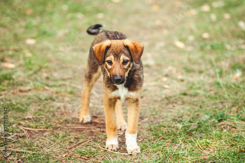 Cute puppy on lawn. Waving his tail and looking at camera.