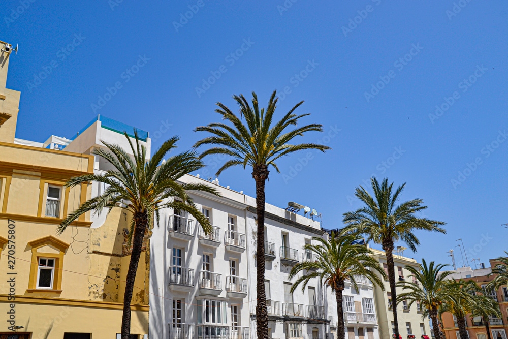 Palmen in Cadiz (Spanien) 