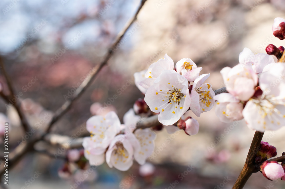Fototapeta premium Spring floral background with blooming pink sakura cherry flowers blossom