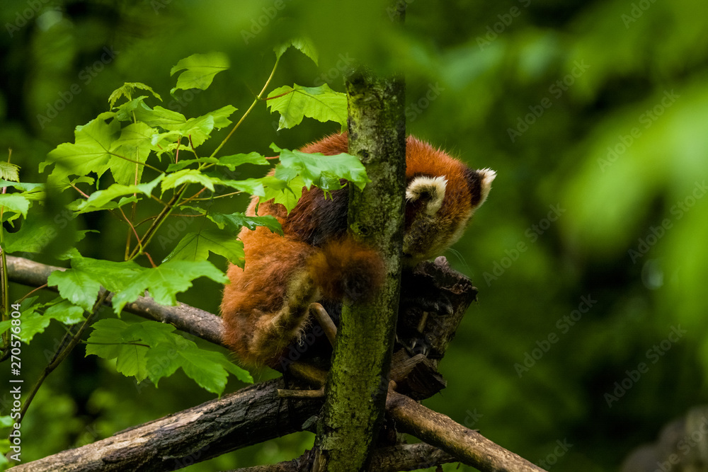 14.05.2019. Berlin, Germany. Zoo Tiagarden. The little red panda sits on branch licks and eats bamboo among greens. Rare and lovely animals.