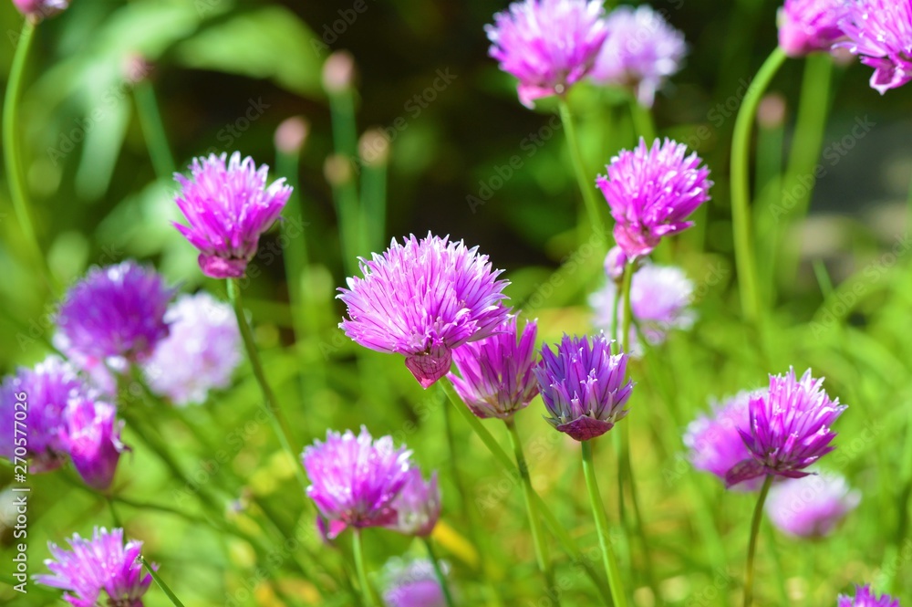 Colourful chive flowers in the garden. Colourful chive flowers in the garden.