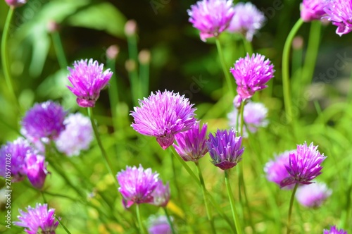 Colourful chive flowers in the garden.