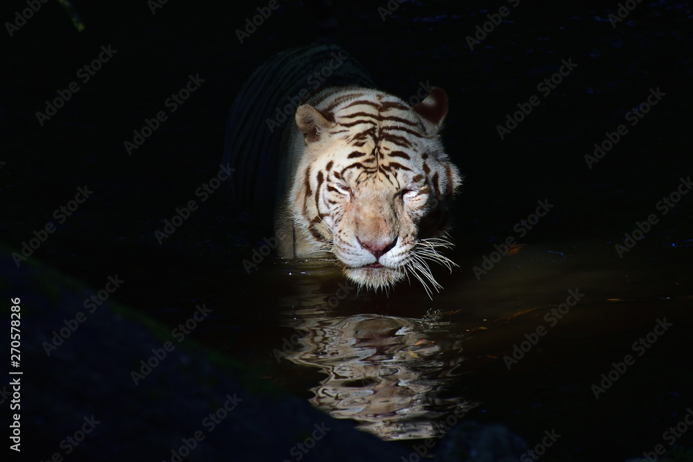 Obraz premium Face de tigre dans l'eau