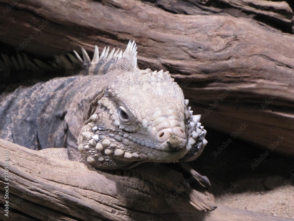 Animals from various zoos in the world. Animals from various zoos in the world.
