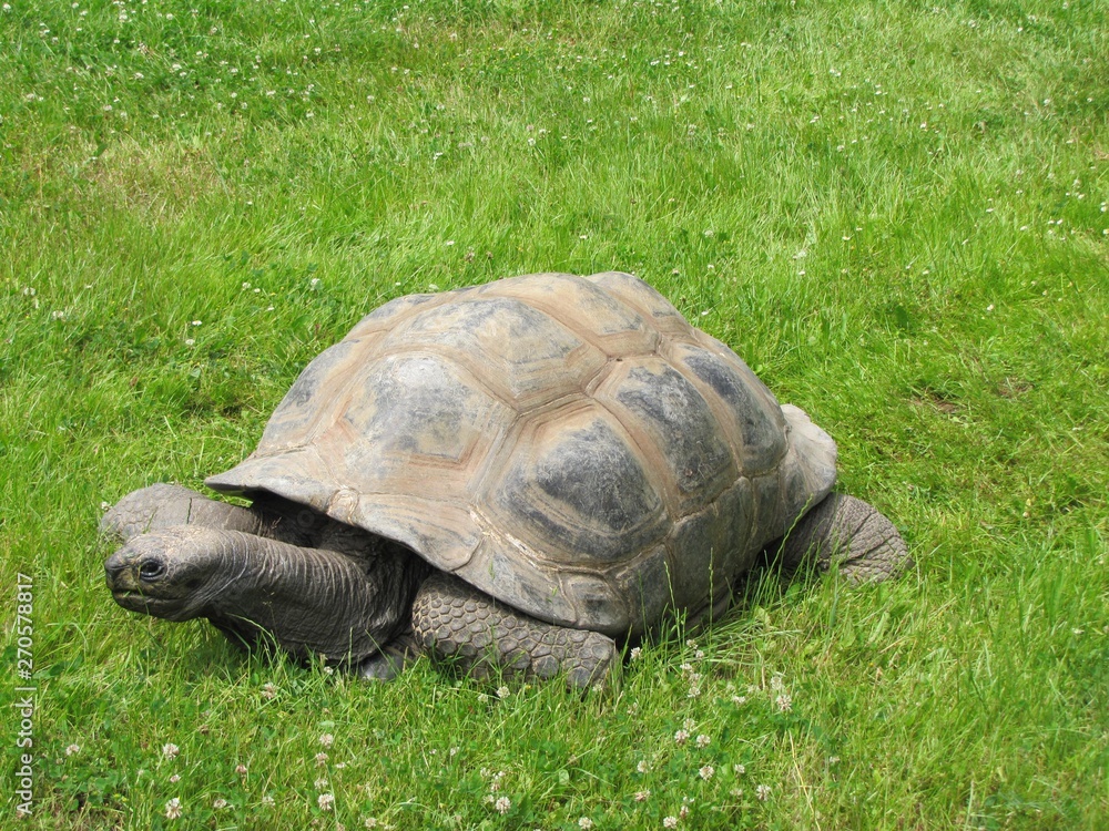 Animals from various zoos in the world. Animals from various zoos in the world.