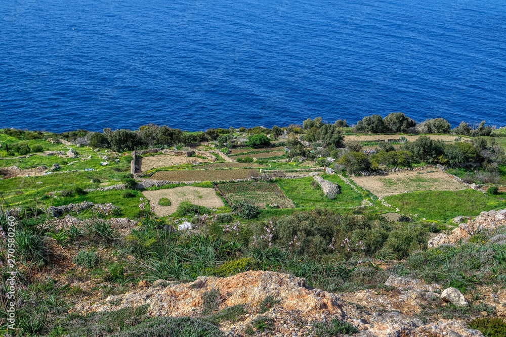The small area of terrace fields occupies the rocky of Dingli Cliffs, Malta