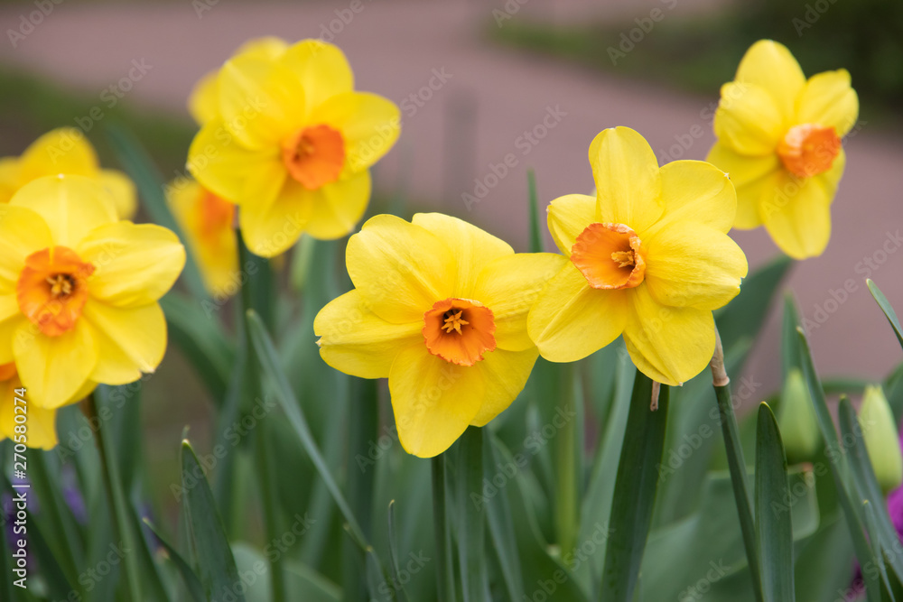 Spring flowers yellow daffodils. beautiful yellow flowers. Spring flowers yellow daffodils. beautiful yellow flowers.