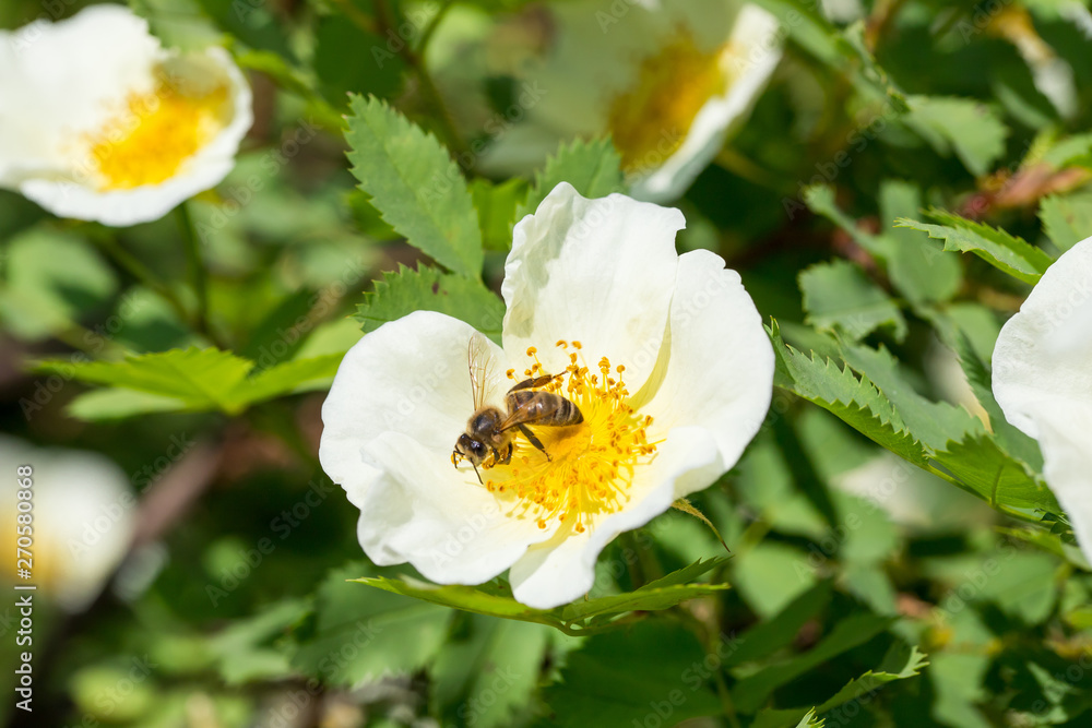 The bee collects the nectar from the tender white fresh rose hip flower The bee collects the nectar from the tender white fresh rose hip flower