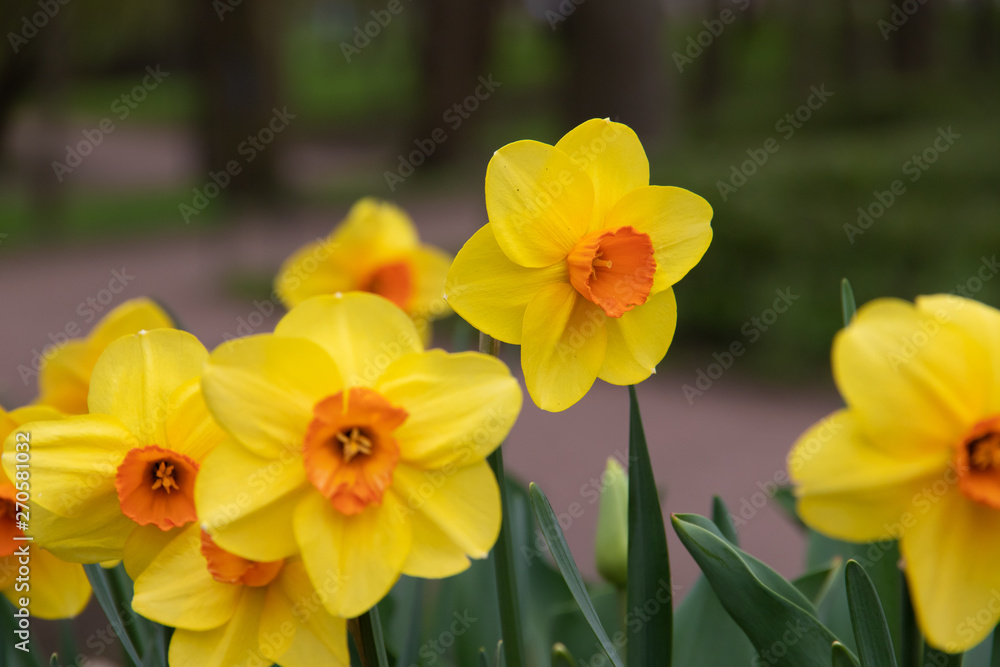 Spring flowers yellow daffodils. beautiful yellow flowers.