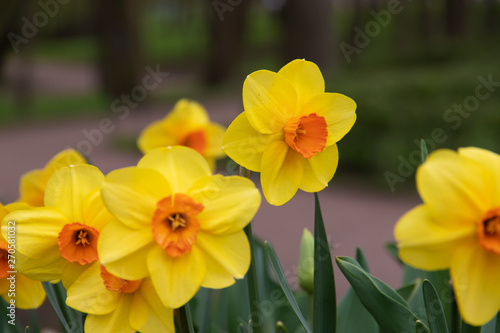 Spring flowers yellow daffodils. beautiful yellow flowers.