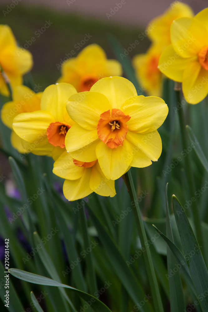 Spring flowers yellow daffodils. beautiful yellow flowers. Spring flowers yellow daffodils. beautiful yellow flowers.