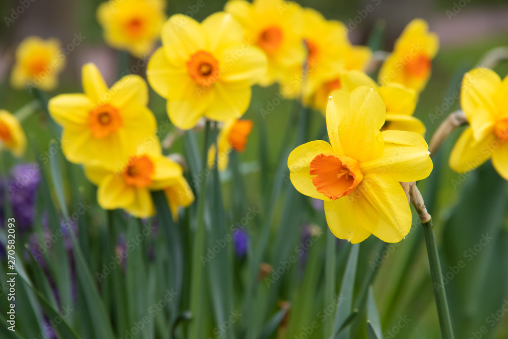 Spring flowers yellow daffodils. beautiful yellow flowers. Spring flowers yellow daffodils. beautiful yellow flowers.