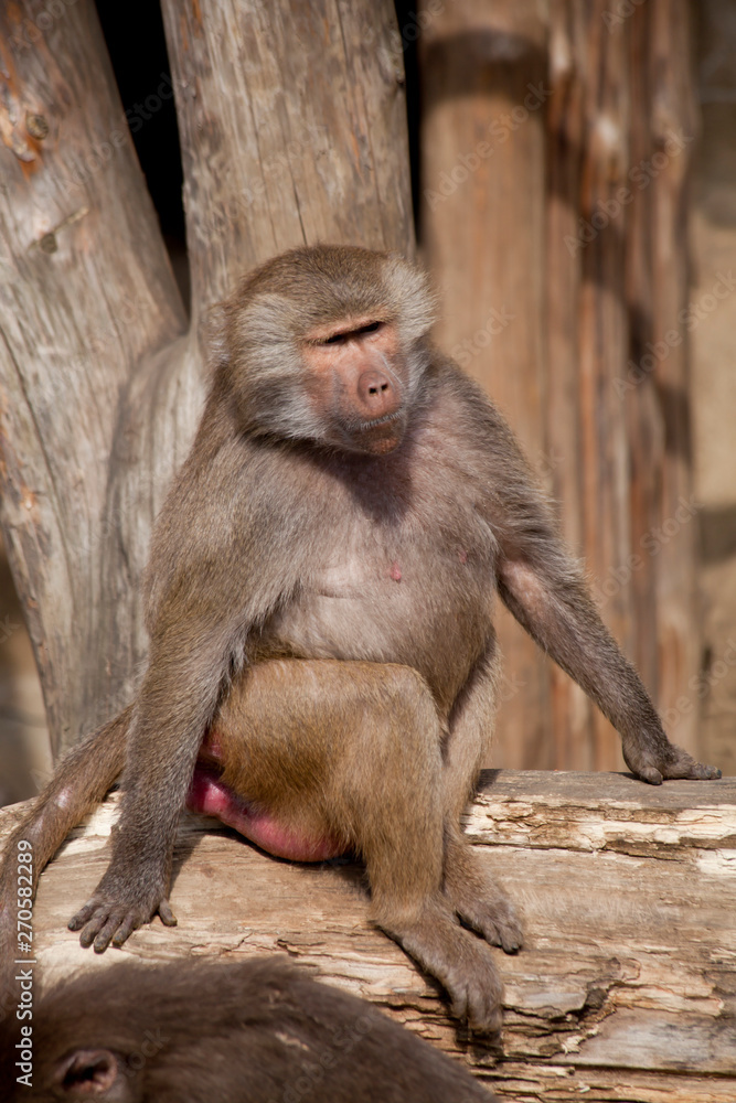 Fototapeta premium Baboon Monkey on a sunny day