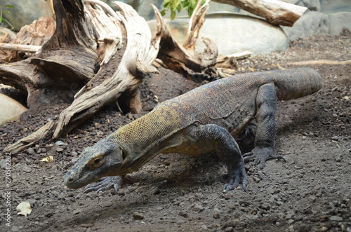 Komodo Dragon  the largest lizard in the world 