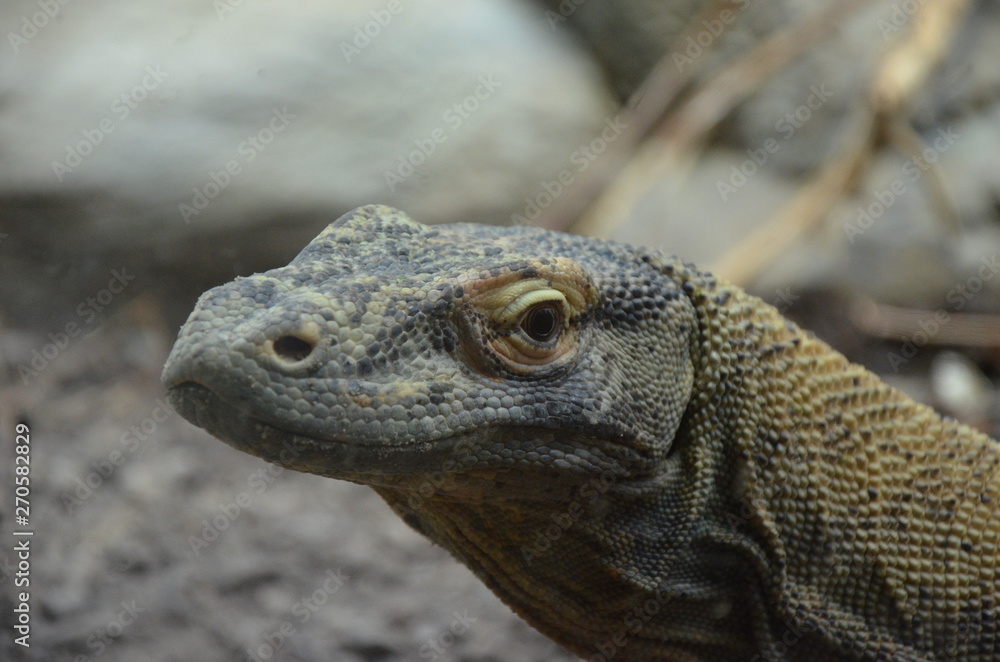 Fototapeta premium Komodo Dragon, the largest lizard in the world 