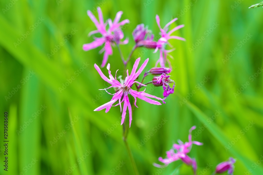 Ragged-robin flowers (Lychnis flos-cuculi). Ragged-robin flowers (Lychnis flos-cuculi).
