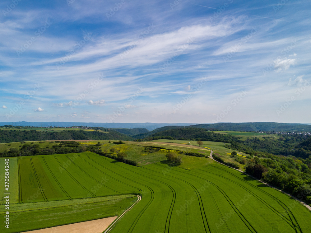 Getreidefeld in der Vulkaneifel