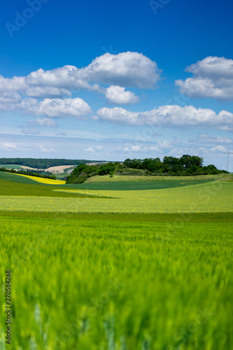 Getreidefelder in der Vulkaneifel