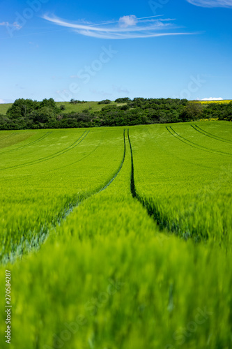 Getreidefelder in der Vulkaneifel