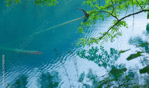 Jiuzhaigou lake and forest trees    jiuzhaigou is a famous natural scenic spot in China.There are thick forests and vegetation.There are also distinctive lakes  mostly surrounded by mountains
