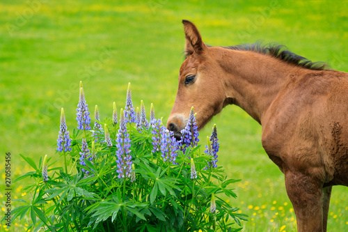 The foal is sniffing lupines flowers on the pasture
