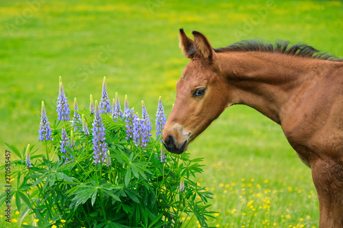 The foal is sniffing lupines flowers on the pasture
