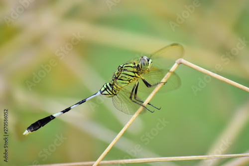 Close up detail of dragonfly. dragonfly image is wild with blur background. Dragonfly green on grass