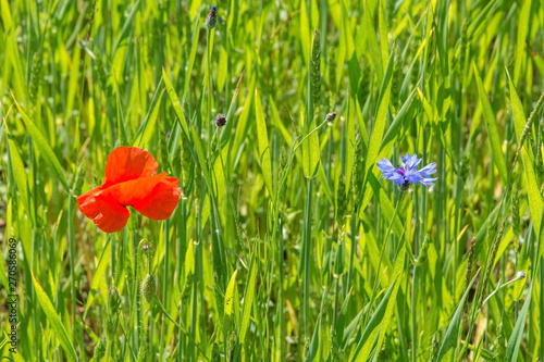 A red poppy and cornflower in sunlight in a wheat field in north east Italy. The cornflower is also known as bachelor's button, bluebottle, boutonniere flower, hurtsickle or cyani flower photo