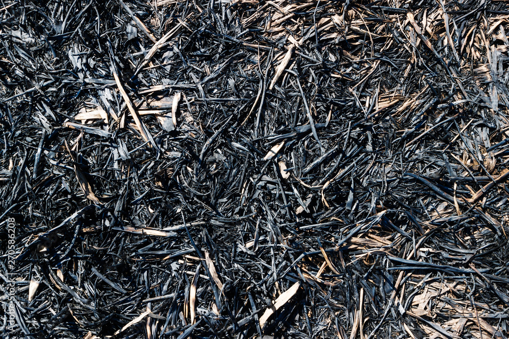 The texture of burned grasses on the ground The texture of burned grasses on the ground
