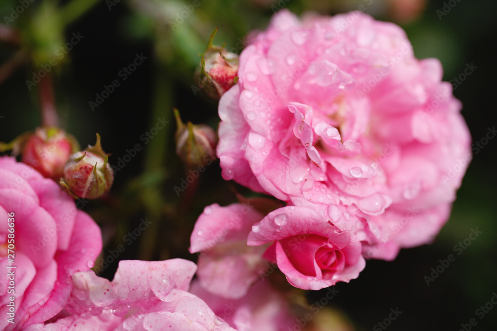 delicate flowering shrub with roses and wild rose delicate flowering shrub with roses and wild rose