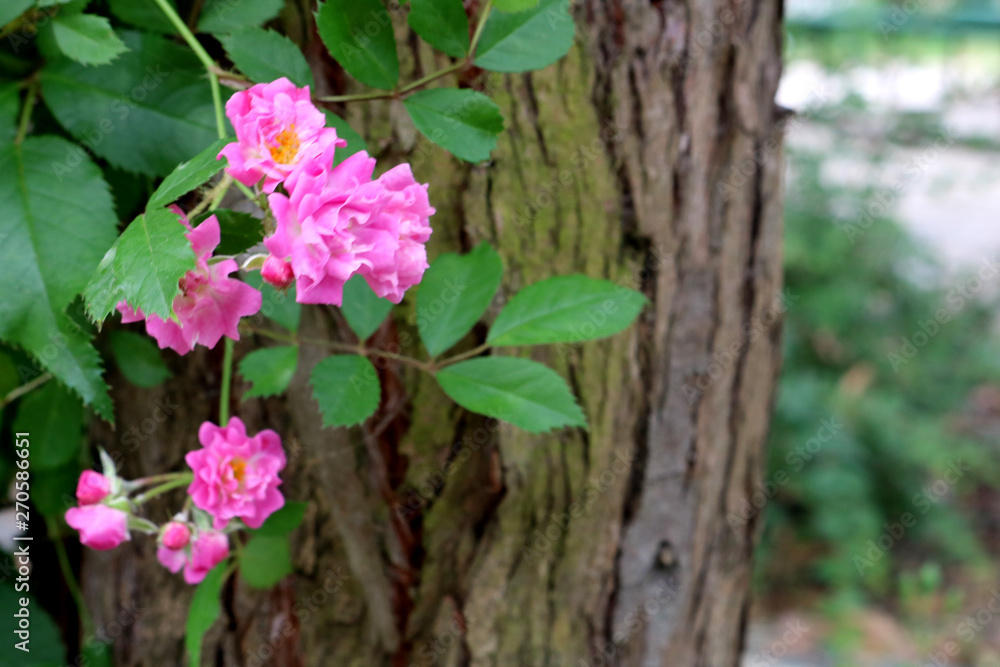 Beautiful roses on tree bark. The flower and tree trunk. Selective focus Beautiful roses on tree bark. The flower and tree trunk. Selective focus