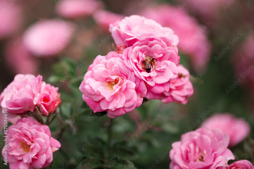 delicate flowering shrub with roses and wild rose