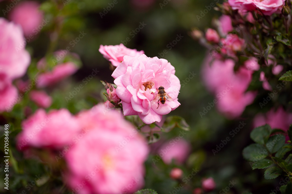 delicate flowering shrub with roses and wild rose delicate flowering shrub with roses and wild rose