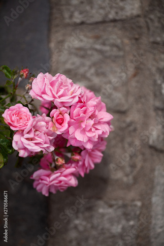 delicate flowering shrub with roses and wild rose