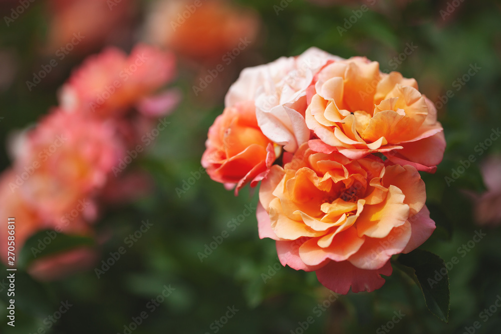 delicate flowering shrub with roses and wild rose delicate flowering shrub with roses and wild rose