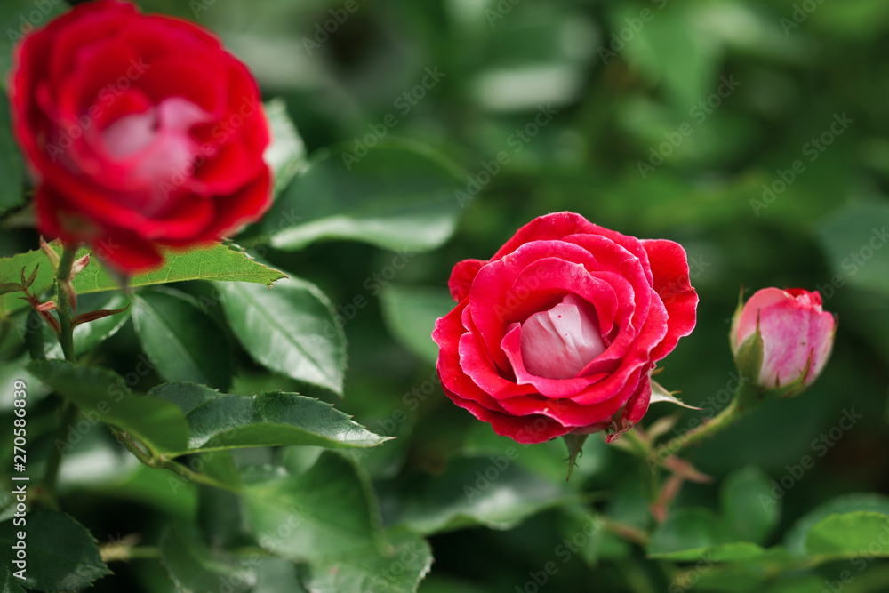 delicate flowering shrub with roses and wild rose