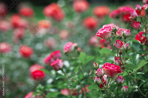 delicate flowering shrub with roses and wild rose