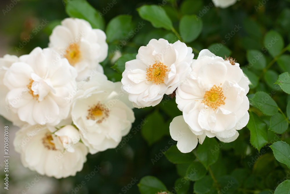 delicate flowering shrub with roses and wild rose, white color delicate flowering shrub with roses and wild rose, white color