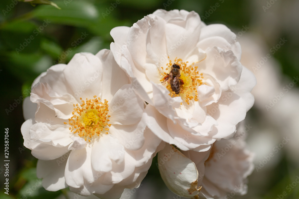 delicate flowering shrub with roses and wild rose, white color delicate flowering shrub with roses and wild rose, white color