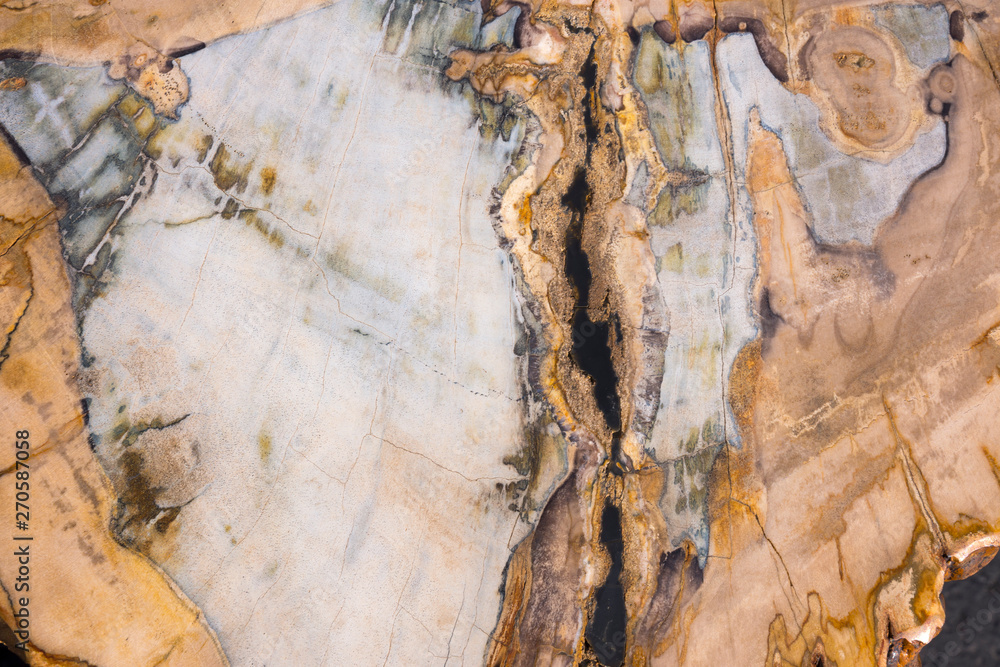 petrified and polished fossil trees at bryce canyon - obrazy, fototapety, plakaty 