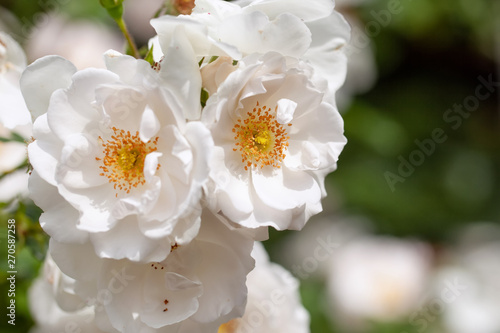 Fototapeta Naklejka Na Ścianę i Meble -  delicate flowering shrub with roses and wild rose, white color