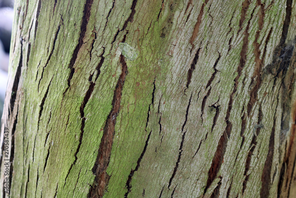 Tree trunk with moss for background and texture. Space for your text Tree trunk with moss for background and texture. Space for your text