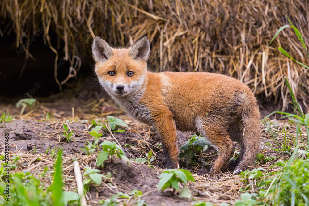 close-up cute baby red fox cub (vulpes) standing