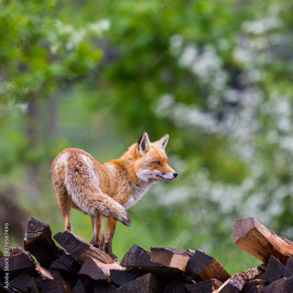 Naklejka premium portrait female red fox (vulpes) on wood stack