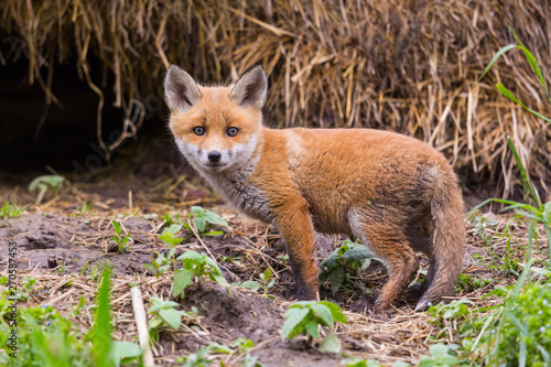 close-up cute baby red fox cub (vulpes) standing