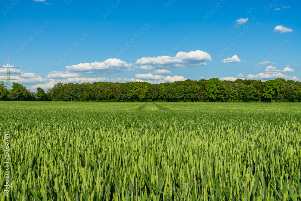 Outdoor sunny landscape view of fresh green growing wheat field with the trace of tractor or vehicle wheel mark in countryside area. Outdoor sunny landscape view of fresh green growing wheat field with the trace of tractor or vehicle wheel mark in countryside area.