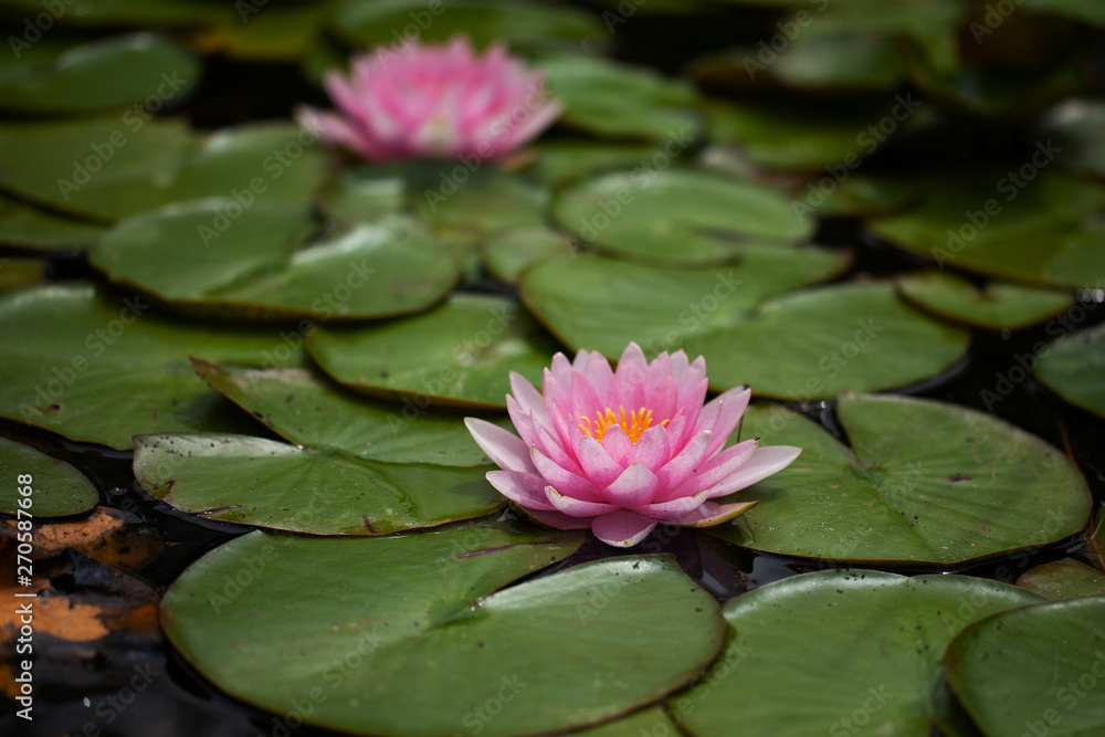 pond with lilies and water lilies. beautiful soft background pond with lilies and water lilies. beautiful soft background